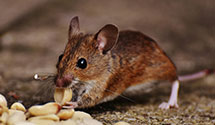 24 Hour & Emergency Exterminators in North Hills, CA